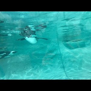 Meet your Posher, Patience